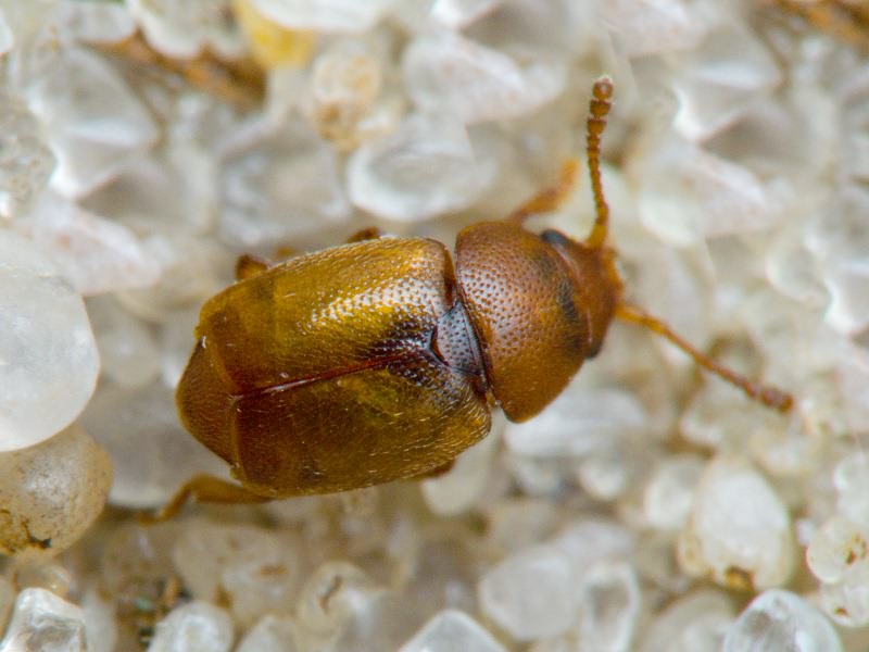 Kateretes pusillus (Thunberg, 1794)